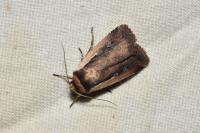 Ochropleura plecta