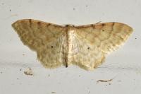 Idaea humiliata