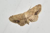 Idaea dimidiata