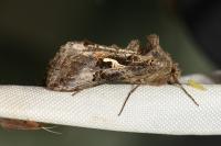 Autographa gamma