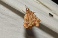 Selenia dentaria