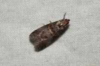 Acrobasis marmorea