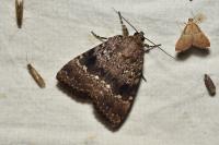Amphipyra pyramidea