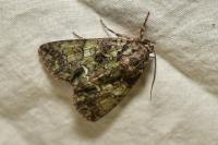 Polyphaenis sericata