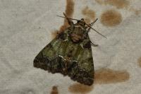 Polyphaenis sericata