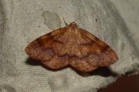 Plagodis pulveraria
