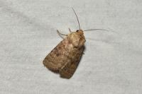 Hoplodrina octogenaria