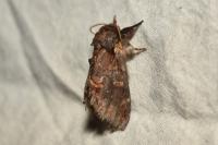 Notodonta dromedarius