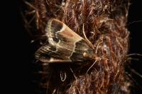 Pyralis farinalis