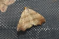 Laspeyria flexula
