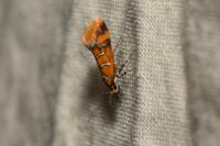 Promalactis procerella