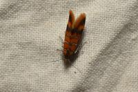Promalactis procerella