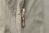 Yponomeuta irrorella