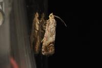 Cydia splendana
