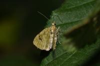Chloroclystis v-ata