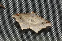 Macaria alternata