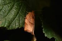Archips podana
