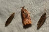 Archips podana