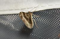 Epirrhoe alternata