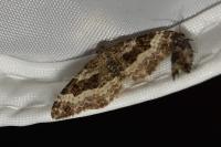 Epirrhoe alternata