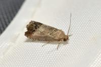 Cydia pomonella