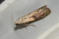 Aphomia sociella