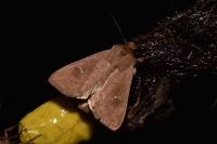 Mythimna ferrago