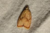 Acleris forsskaleana