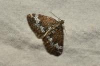 Perizoma alchemillata