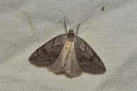Pachycnemia hippocastanaria hippocastanaria