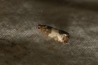 Spilonota laricana
