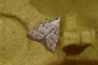 Nola aerugula