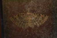 Alucita hexadactyla
