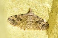 Alucita hexadactyla