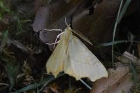 Ennomos quercinaria