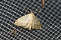 Idaea biselata