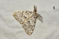 Lymantria monacha