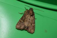 Mesapamea secalis/secalella