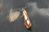 Catoptria pinella