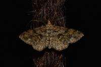 Hypomecis roboraria
