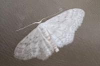 Idaea seriata