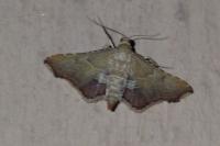 Endotricha flammealis