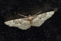 Idaea rusticata