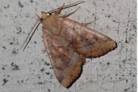 Cosmia trapezina