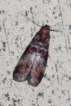 Acrobasis advenella