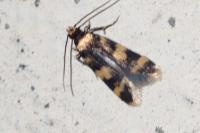 Oegoconia