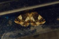 Tyta luctuosa