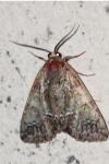 Polyphaenis sericata