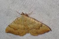 Camptogramma bilineata