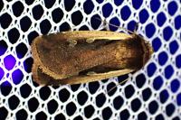Ochropleura plecta